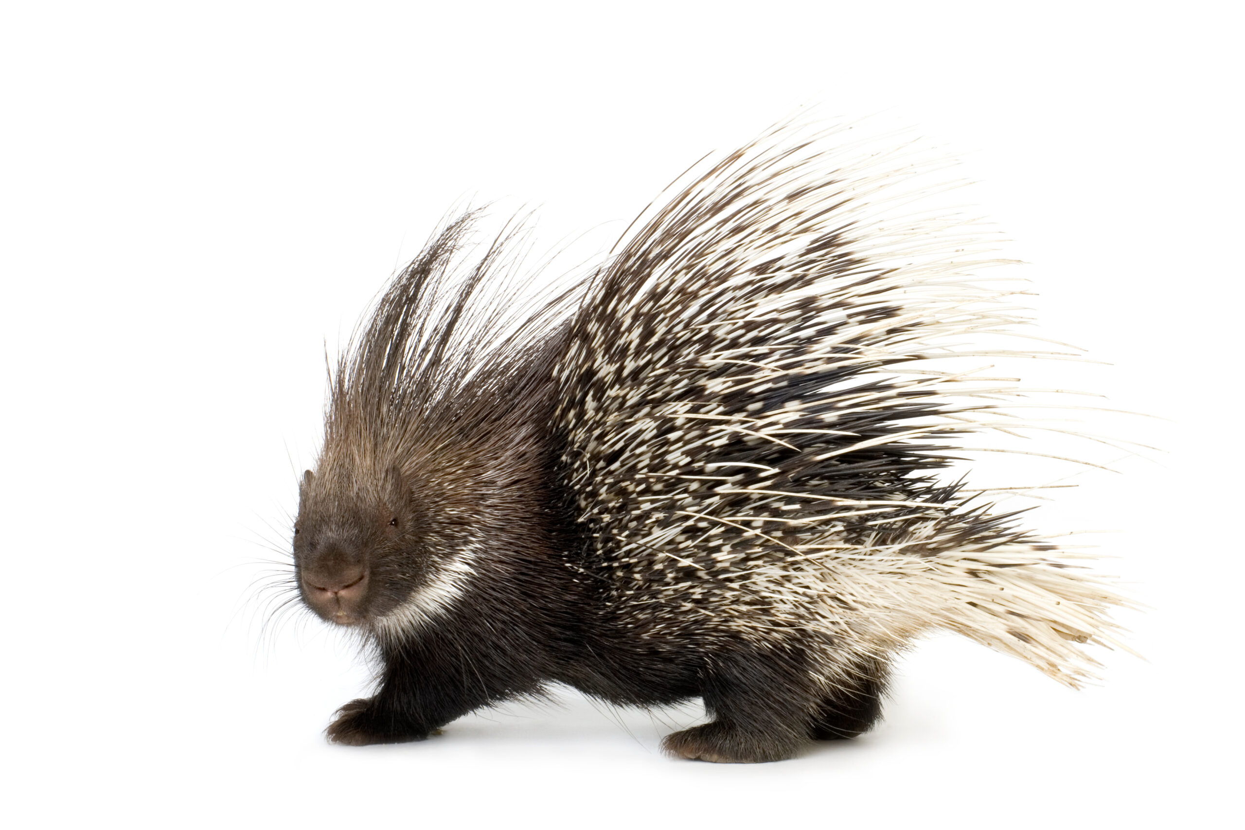 You Can’t Push a Porcupine: Why Argument Is the Worst Way to Change Minds